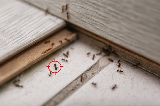 Best Insect Control  in Middle River, MD