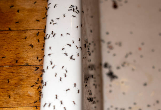 Best Residential Pest Control  in Middle River, MD