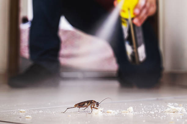Best Flea Control Services  in Middle River, MD